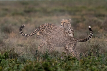 Ein weiblicher Gepard (Acinonyx jubatus) und sein Junges beim Sparring, Ndutu, Ngorongoro Conservation Area, Serengeti, Tansania - CUF45852