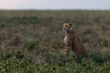 Gepard (Acinonyx jubatus), Ndutu, Ngorongoro-Schutzgebiet, Serengeti, Tansania - CUF45853