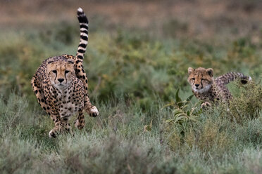 Ein weiblicher Gepard (Acinonyx jubatus) und sein Junges laufen, Ndutu, Ngorongoro Conservation Area, Serengeti, Tansania - CUF45854