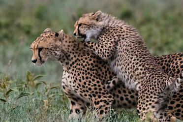 Ein weiblicher Gepard (Acinonyx jubatus) und sein Junges beim Sparring, Ndutu, Ngorongoro Conservation Area, Serengeti, Tansania - CUF45855