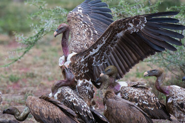 Weißrückengeier (Gyps africanus) auf einem Kadaver, Ndutu, Ngorongoro Conservation Area, Serengeti, Tansania - CUF45856