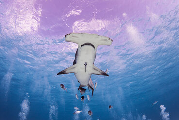 Great hammerhead shark, Alice Town, Bimini, Bahamas - CUF45861