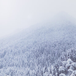 Österreich, Saalbach Hinterglemm, Wald im Winter - MMAF00624