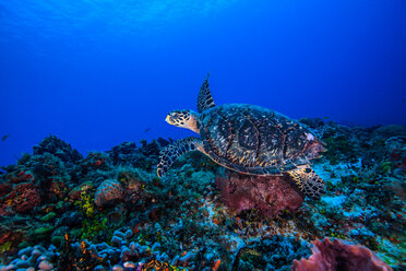 Unterwasseransicht einer Echten Karettschildkröte, die über den Meeresboden schwimmt - ISF19772