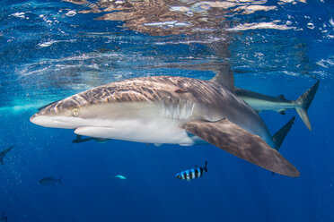 Silky shark in blue water, Revillagigedo, Tamaulipas, Mexico - ISF19779