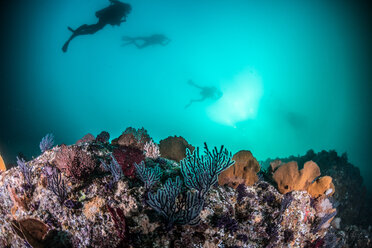 Divers swimming above coral reef, Puerto Vallarta, Jalisco, Mexico - ISF19780