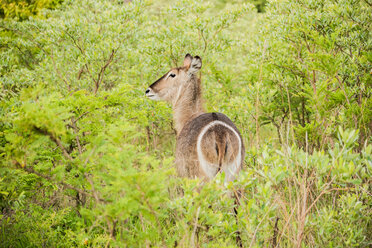 Rückansicht einer wachsamen Antilope im Krüger-Nationalpark, Südafrika - ISF19785