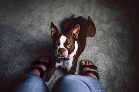 Boston-Terrier-Hund, der sich zu den Füßen einer Frau hinlegt, persönliche Perspektive, lizenzfreies Stockfoto