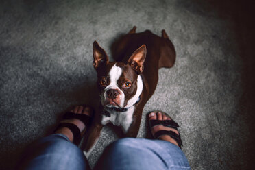 Boston-Terrier-Hund, der sich zu den Füßen einer Frau hinlegt, persönliche Perspektive - ISF19856