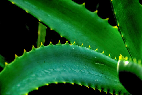 Aloe vera Pflanze - ISF19932