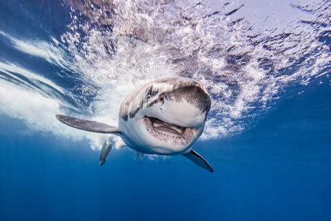 Great white shark, Guadalupe, Mexico stock photo