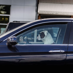 Hund auf dem Fahrersitz eines Autos, Seitenansicht - CUF46106