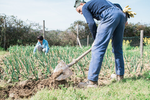 Älteres Paar bei der Arbeit im Gemüsegarten, lizenzfreies Stockfoto