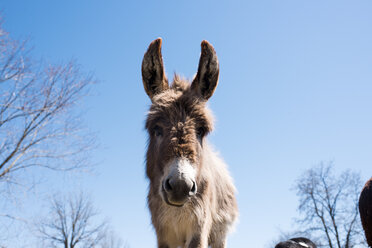 Donkey - CUF46292