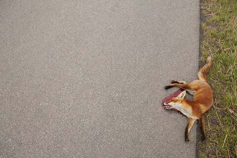 Blick von oben toter Rotfuchs am Straßenrand, lizenzfreies Stockfoto
