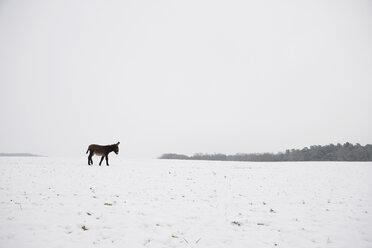 Esel in verschneitem Winterfeld - FSIF03282