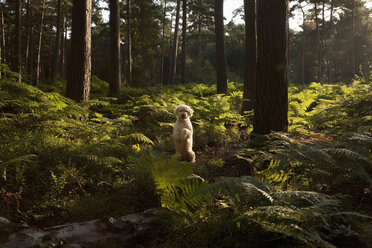 Portrait niedlicher Labradoodle auf Hinterbeinen im Wald, Wiendorf, Mecklenburg-Vorpommern, Deutschland - FSIF03301