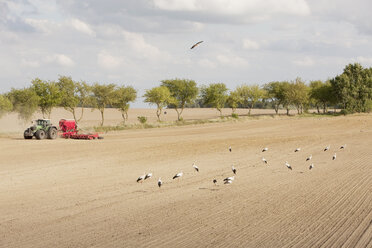 Ibisvögel in ländlicher, landwirtschaftlicher Kultur, Wiendorf, Mecklenburg-Vorpommern, Deutschland - FSIF03336