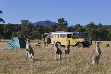 Kängurus auf einem sonnigen Feld in der Nähe des Campingplatzes - FSIF03341