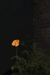 Orange poppy flower in dark garden - FSIF03343