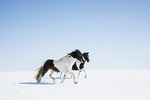 Horses running in snowy field - FSIF03345