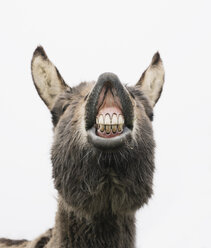 Verspielter Esel zeigt Zähne - FSIF03347