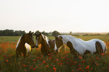 Brown and white horses in tranquil, rural field with wildflower poppies - FSIF03351