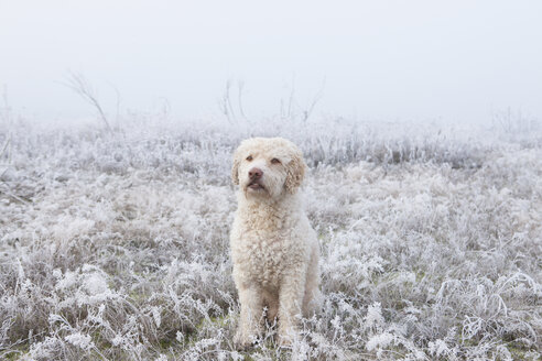 Portrait Labradoodle im verschneiten Feld - FSIF03352