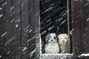 Porträt Hunde beobachten Schnee aus Scheunenfenster - FSIF03356