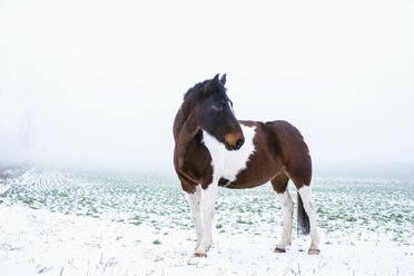 Schönes braunes und weißes Pferd in verschneitem, ländlichem Feld - FSIF03363