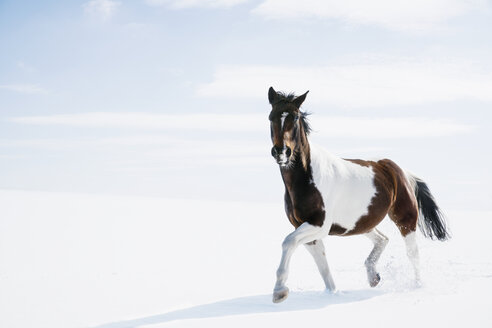 Schöne braune und weiße Pferd läuft in verschneiten Feld - FSIF03365