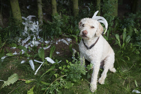 Portrait Labradoodle mit Federn im Wald - FSIF03366