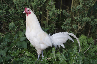 Weißer Hahn im grünen Gestrüpp - FSIF03368