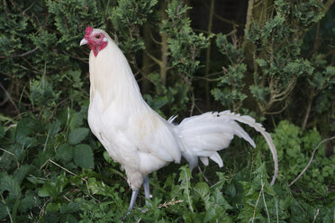 White rooster in green undergrowth - FSIF03368