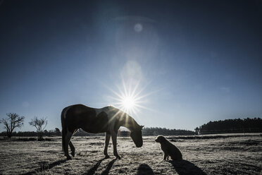 Die Sonne scheint hinter Pferd und Hund im Winterfeld - FSIF03369