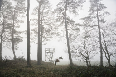 Pferd im nebligen Wald stehend - FSIF03371