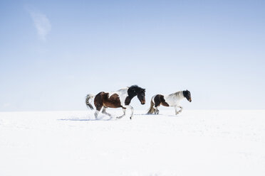 Brown and white horses running in sunny, snowy field - FSIF03374