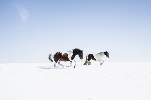 Braune und weiße Pferde laufen in einem sonnigen, verschneiten Feld - FSIF03374