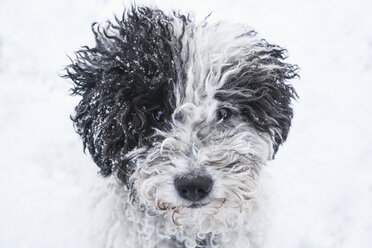 Nahaufnahme Porträt niedlichen Hund im Schnee - FSIF03382