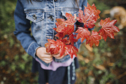 Mittelteil eines Mädchens, das Ahornblätter hält, während es im Herbst in einem Park steht, lizenzfreies Stockfoto