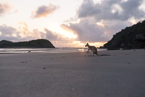 Joey am Strand gegen bewölkten Himmel bei Sonnenuntergang - CAVF49203