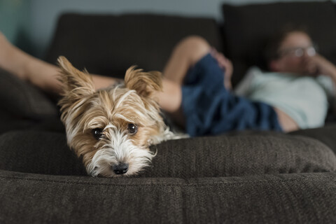 Porträt eines Yorkshire Terriers auf dem Sofa mit einem Jungen im Hintergrund, der sich zu Hause ausruht, lizenzfreies Stockfoto