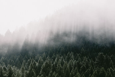 Hochformatige Ansicht von Nadelbäumen im Wald bei nebligem Wetter - CAVF49271