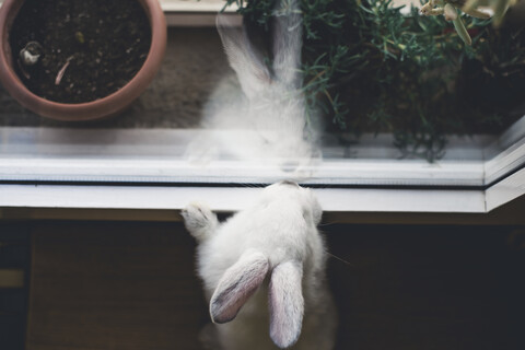 Hoher Blickwinkel des Kaninchens, das durch das Fenster schaut, während es zu Hause steht, lizenzfreies Stockfoto