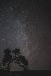 Landschaftliche Ansicht einer Baumsilhouette vor einem Sternenfeld im Joshua Tree National Park - CAVF49354