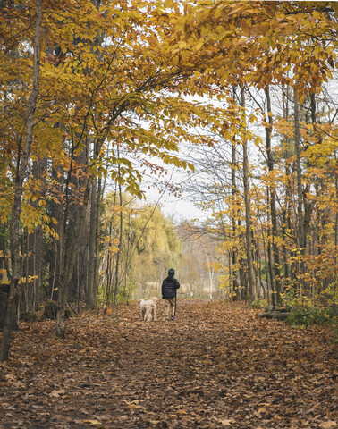 Rückansicht eines Jungen mit Hund, der im Herbst auf gefallenen Blättern im Wald spazieren geht, lizenzfreies Stockfoto