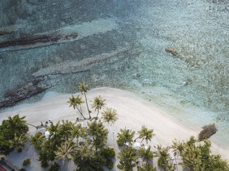 Luftaufnahme der am Strand wachsenden Palmen - CAVF49568