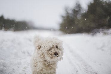 Weißer haariger Hund auf schneebedecktem Feld während Schneefall stehend - CAVF49604