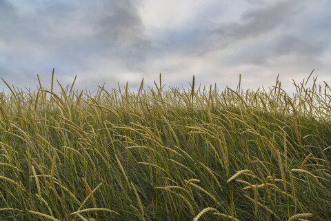 Landschaftliche Ansicht eines grasbewachsenen Feldes gegen bewölkten Himmel, lizenzfreies Stockfoto