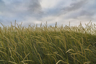 Landschaftliche Ansicht eines grasbewachsenen Feldes gegen bewölkten Himmel - CAVF49612